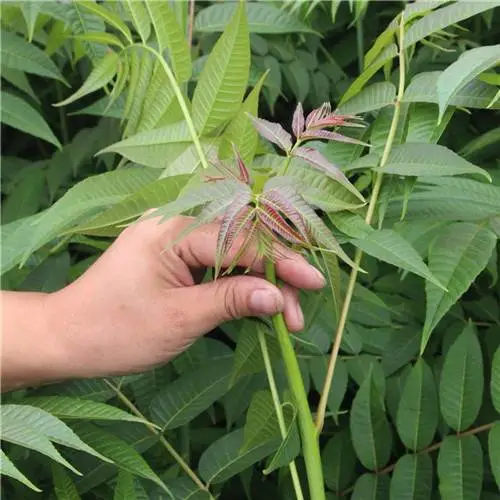 红油香椿苗基地 红油香椿小苗 红油香椿苗 技术指导香椿苗