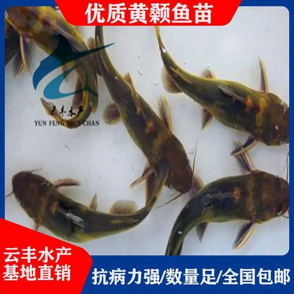 ���ݵ��԰����� �������� ������繩Ӧ��