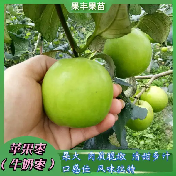 ƻ��ѩ��ţ������ ��ϵ���� ��׳�޲��� �����ֲ���� ����***