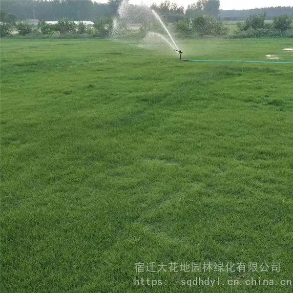 大花地园林 马尼拉草坪好 提供种植技术 量大小都可快递