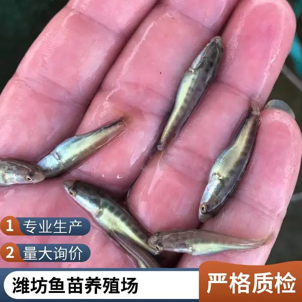 山东潍坊本地黑鱼苗养殖场 泥鳅鱼苗 一手货源价格实惠