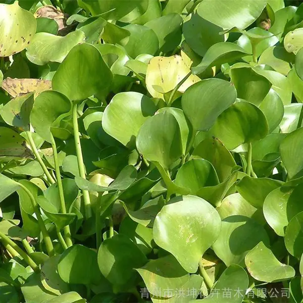 芦苇 水生植物 湿地绿化 河道绿化小苗 芦苇 矮蒲苇 再力花 梭鱼草