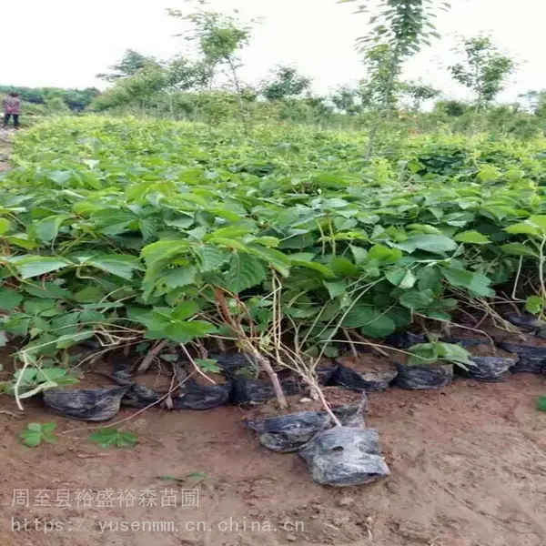 绿化苗木乔灌木基地 爬山虎树苗批发 攀援爬藤生长快 容器苗全年可栽植