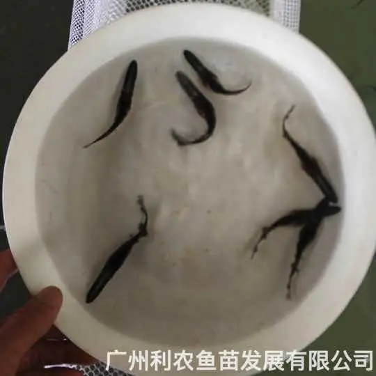 鸭嘴鱼苗批发 6-8厘米 运输成活高全国可发 好养殖