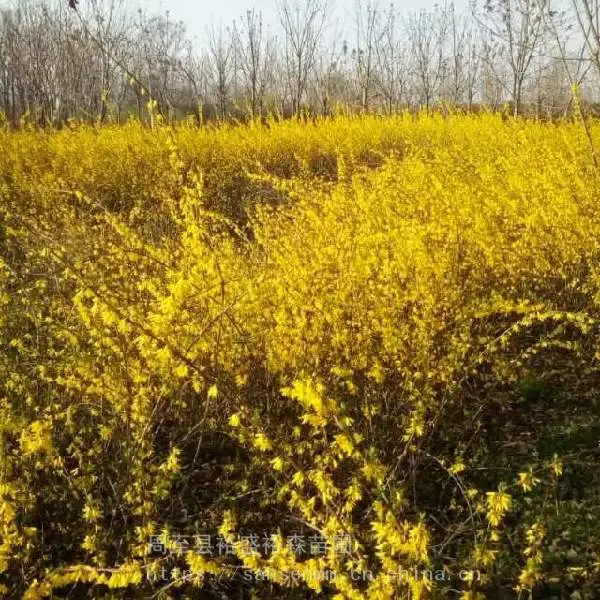 连翘苗批发 西安苗木厂家 园林黄色花连翘苗 护坡绿化灌木树苗