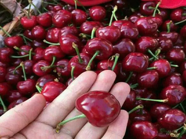 ӣ������ ����ӣ����۸�