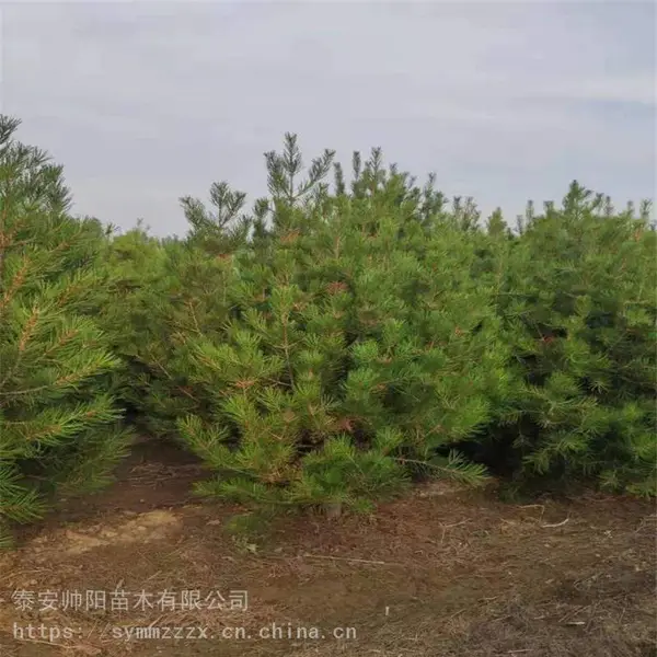 2.5米白皮松 新品种 白皮松 优质基地 帅阳 苗木培育供应