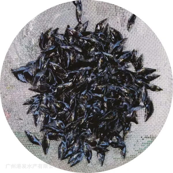 生长快鱼仔鳜鱼鱼苗 水池桂花鱼苗养殖 翘嘴鳜鱼苗 全国各地发货