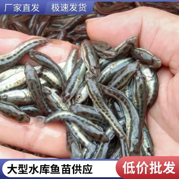 乌鱼苗规格全体格健壮 山东泰安本地黑鱼苗泥鳅鱼苗养殖场