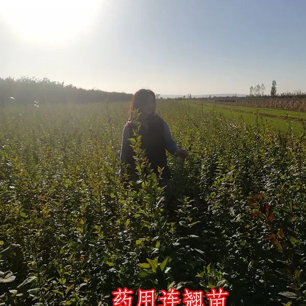连翘苗哪里多 山西连翘主产区 中药材连翘苗供应商 1-2-3年连翘苗