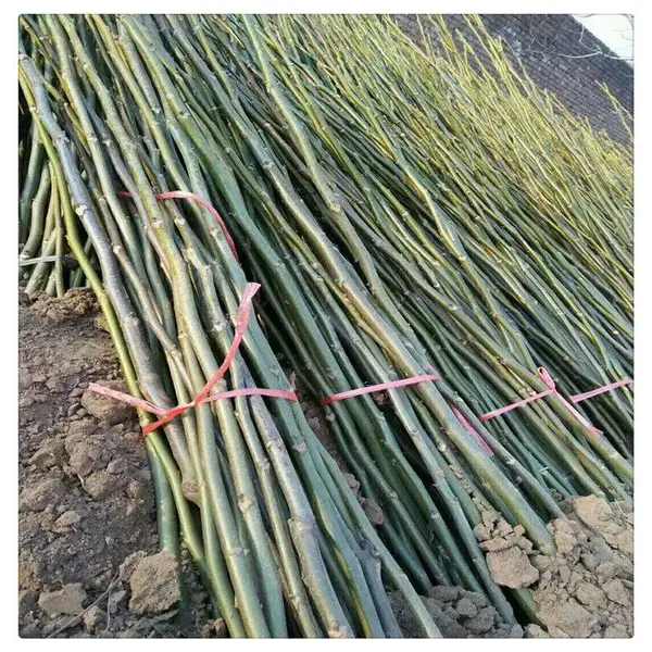 我处现有8518薄皮核桃苗 辽核1核桃树苗 多少钱一棵 辽核4核桃苗