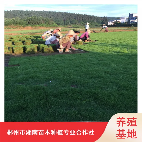 供应湖南暖季型马尼拉台湾二号草皮_绿化耐践踏草皮