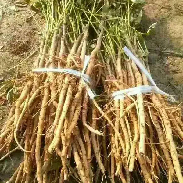 精选高成活牡丹苗 种植基地直供