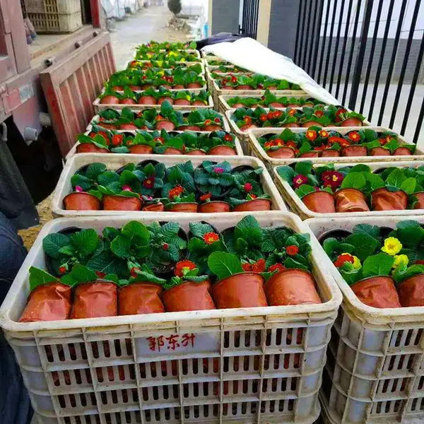 山东花卉基地 洪坤草花小苗 宿根花卉 地被草花 基地供货 园林绿化苗