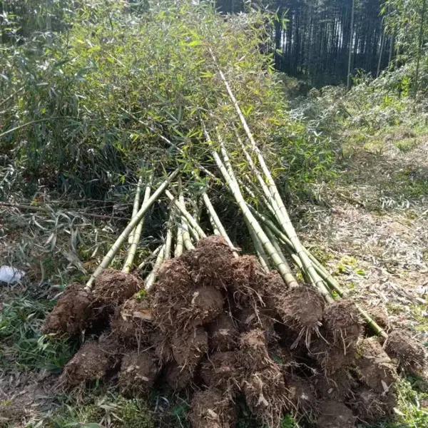 竹子 青竹小苗出售 刚竹 青竹 陕西竹子基地直发
