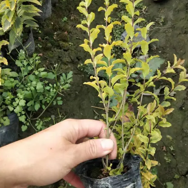 ��������Ů���� �� ���ع�Ӧ����Ů���� ������Ů��С��Ŷ1