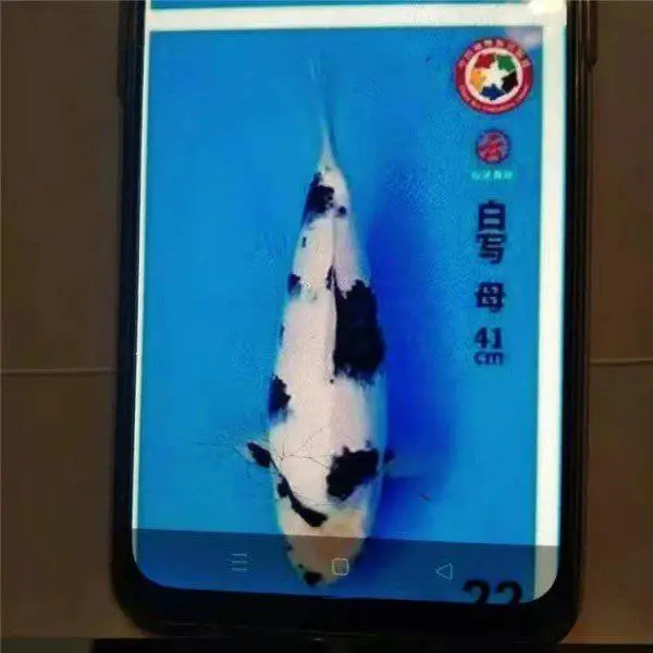 浙江宁波 大日锦鲤批发 锦鲤养殖基地 进口锦鲤繁育