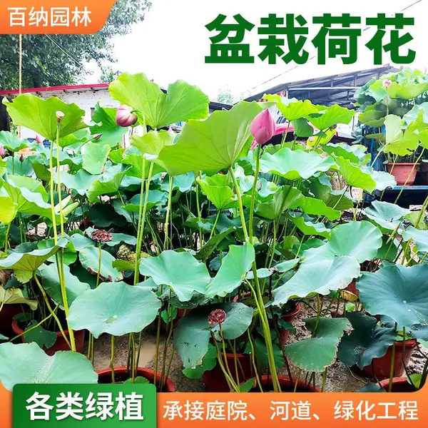 盆栽荷花供应 盆栽荷花 盆栽荷花苗 荷花盆栽荷花批发厂家