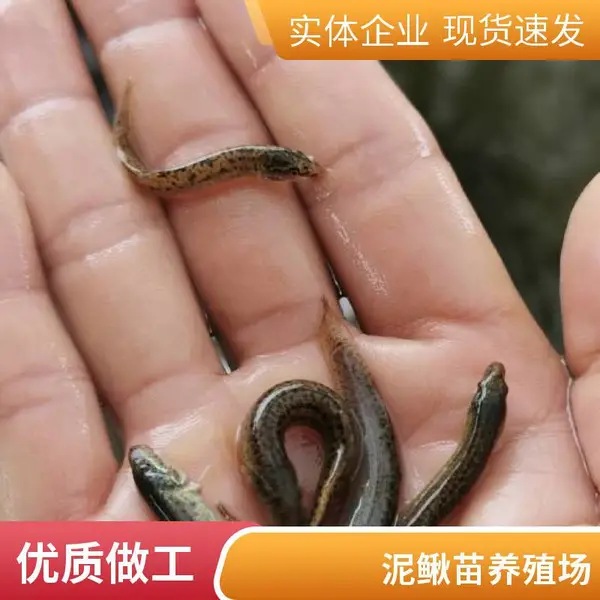 陕西西安当地泥鳅苗鱼苗养殖场 自产自销泥鳅水花苗 寸苗 成品鱼基地直发