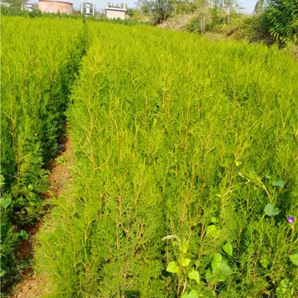50公分侧柏树苗,2年侧柏杯苗50公分80公分侧柏杯苗装车价格