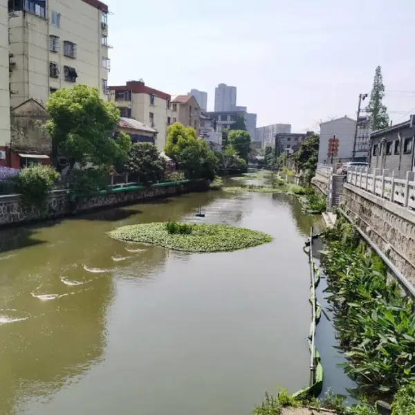 水面上绿化生态景观装置 人工生态浮岛盆栽荷花水生芦苇苗批发