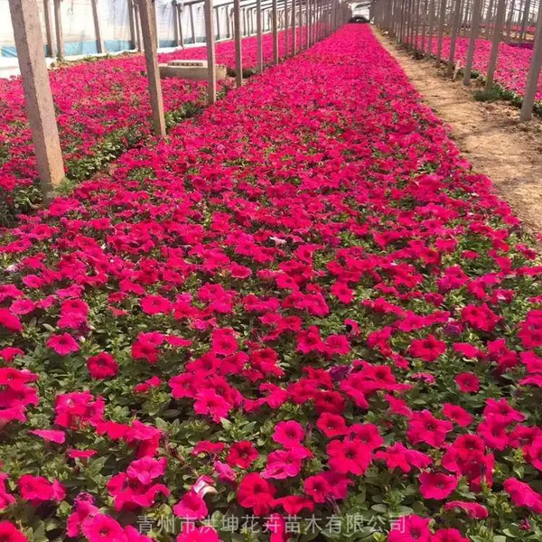 矮牵牛 春天草花种植 颜色艳丽花型美观 道路桥梁花箱美化用 花坛花镜