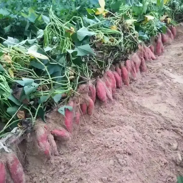 小马高淀粉红薯苗种植基地脱毒高淀粉红薯种薯商薯19保证成活率