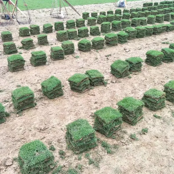 马尼拉草坪 湖北仙桃草坪种植出售价格 铺种方法