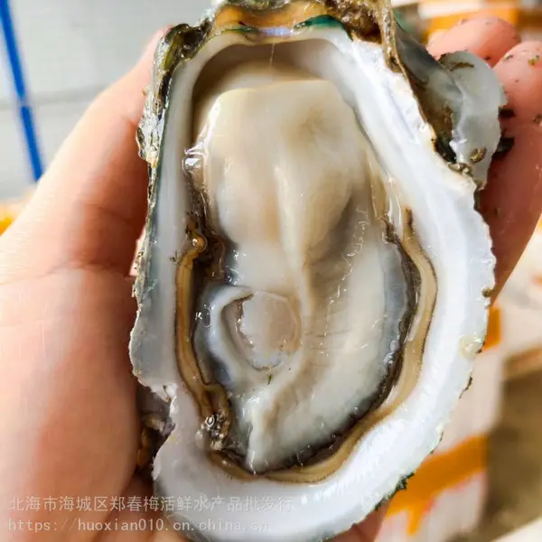 �������������Ӧ ��������ĵ�� �ʻ�ˮ���տ�ʳ�ĺ�����