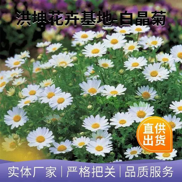 ʱ��ݻ�Ʒ�� ��ɫ�� ���ܻ��� ���ݻ������� ɽ������Ʒ��