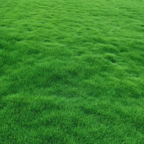 供应抚州马尼拉草皮、马尼拉草块35*35