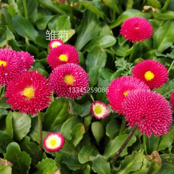雏菊 春季开花草花 栽植草花 花坛 花箱 花带花镜工程小苗