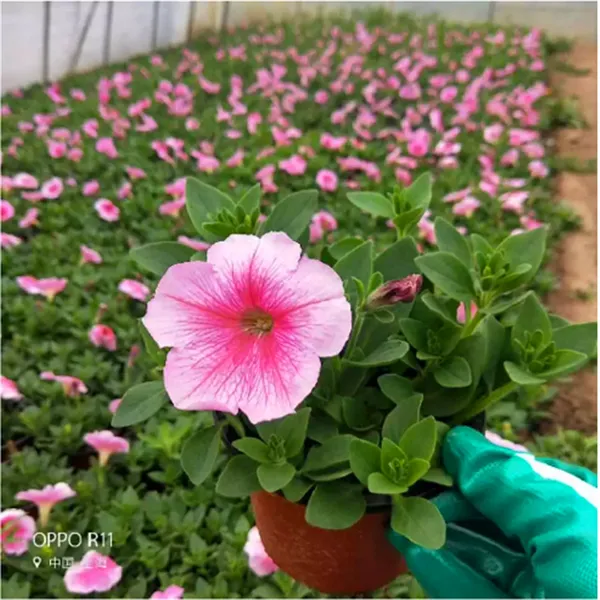草坪批发 草花供应商 苗木批发