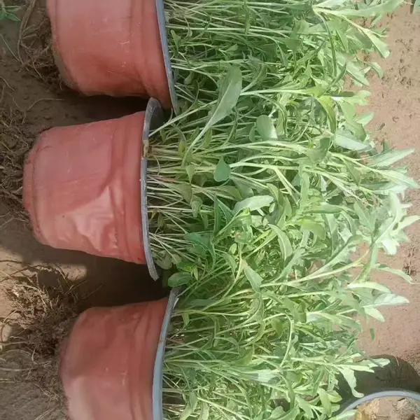 美丽月见草工程苗 自播繁衍耐寒耐旱 公园道路绿化带观赏草花 禾林