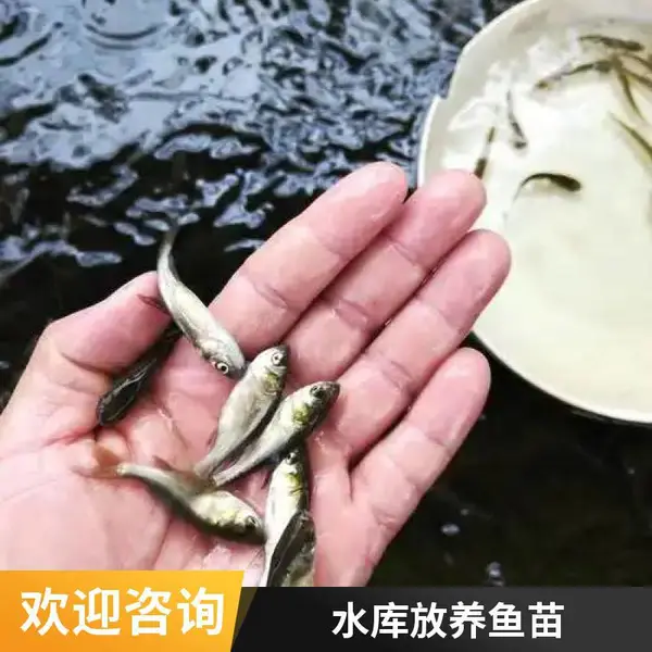 山东潍坊花鲢白鲢鱼苗养殖场 优质鳙鱼苗鲢鱼苗 池塘养殖供货