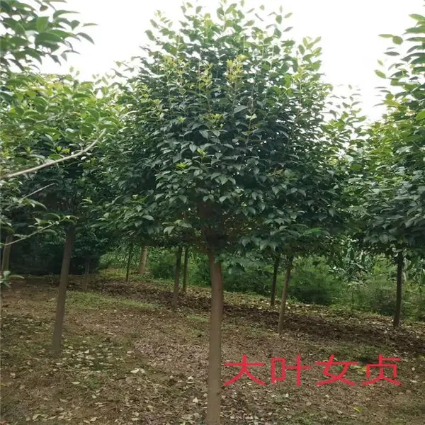 陕西绿化苗木-大叶女贞树苗供应商-绿化苗木出售-红叶李基地