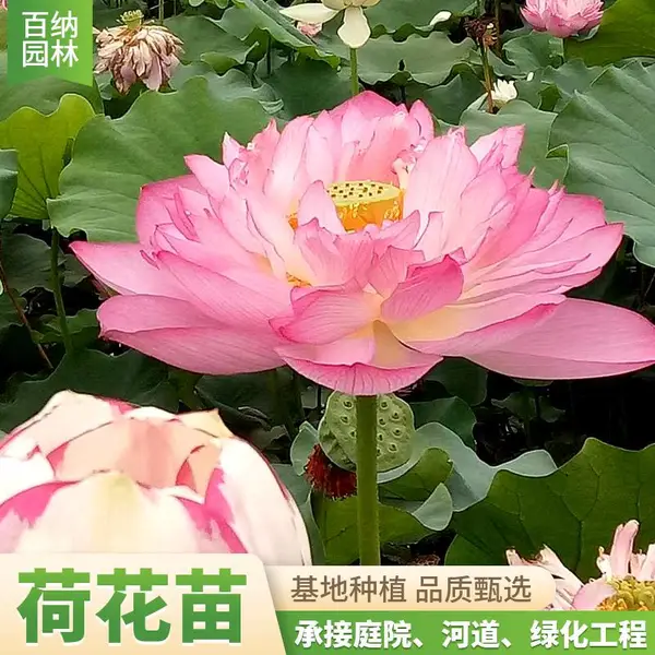 荷花 荷花苗 耐寒荷花 深水荷花苗 湖泊绿化荷花 荷花苗专业供应商