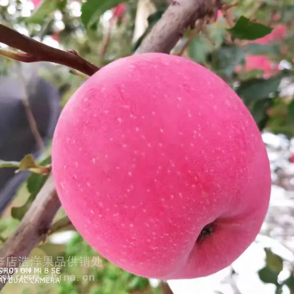 烟台苹果烟台蓬莱红富士苹果购销