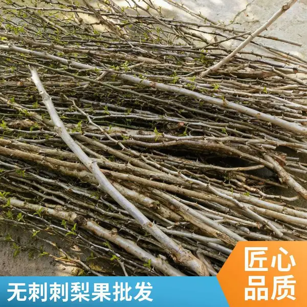 无刺刺梨扦插枝条批发 免费指导扦插育苗技术指导