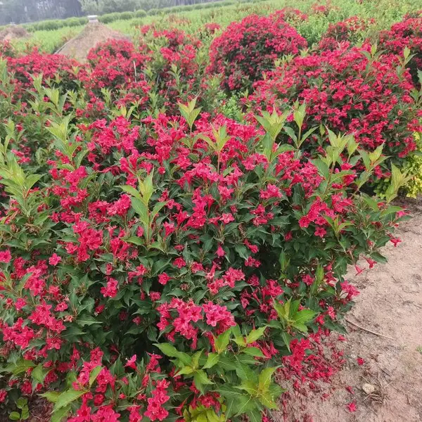 ���Գ��� �����ӽ�������110��������԰���̻��쾰������