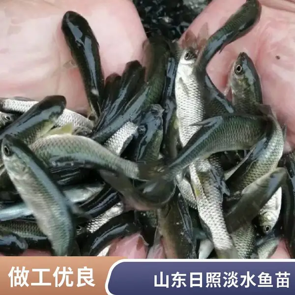山东日照草鱼苗鲤鱼苗养殖基地产地直供价格透明