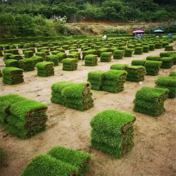 台湾草坪1平方 鹰潭马尼拉草坪 河道护坡草皮 叶色碧绿