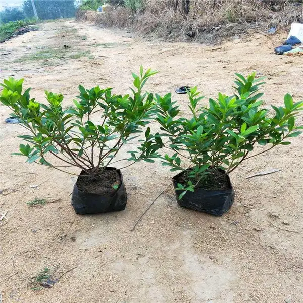 福建南平毛杜鹃小苗厂里企业辉煌