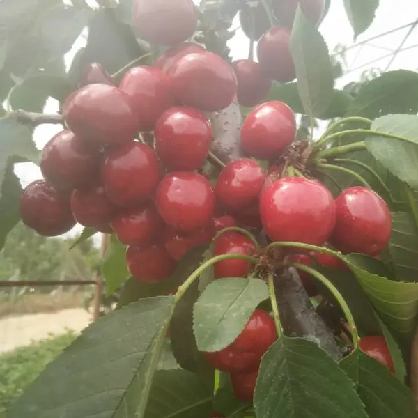 �µ��Ǵ�ӣ������� �µ��Ǵ�ӣ������� �µ��Ǵ�ӣ���缼��
