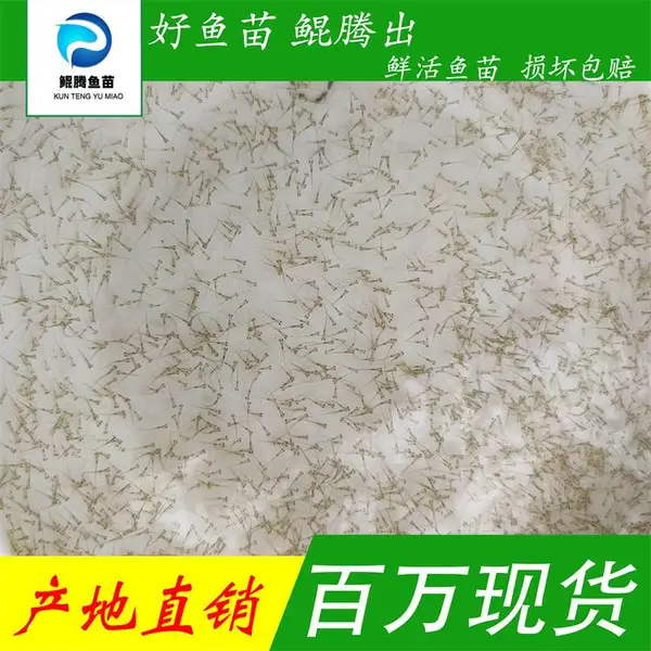 鲲腾优质鲈鱼水花苗 鲈鱼带卵棕片 精选良种 高成活率 源头直发全国