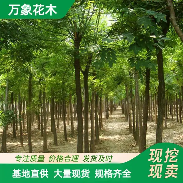 国槐树苗 工程绿化小苗 造景配植 园林行道树 道路景观造景