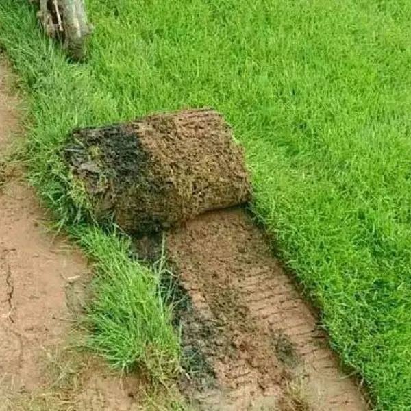 商丘春风草坪基地-安徽矮生四季青草坪批发