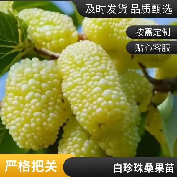 白玉桑椹嫁接苗 桑果苗基地直发