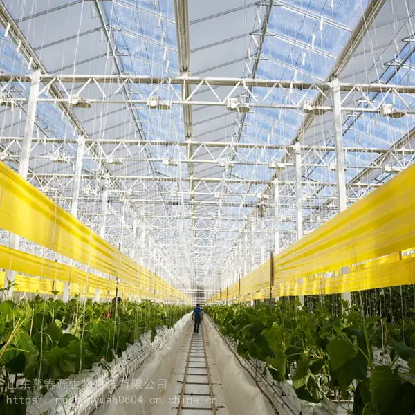 供应双面粘虫带20公分*100米 工厂直销诱虫带 害虫预防粘虫卷胶带