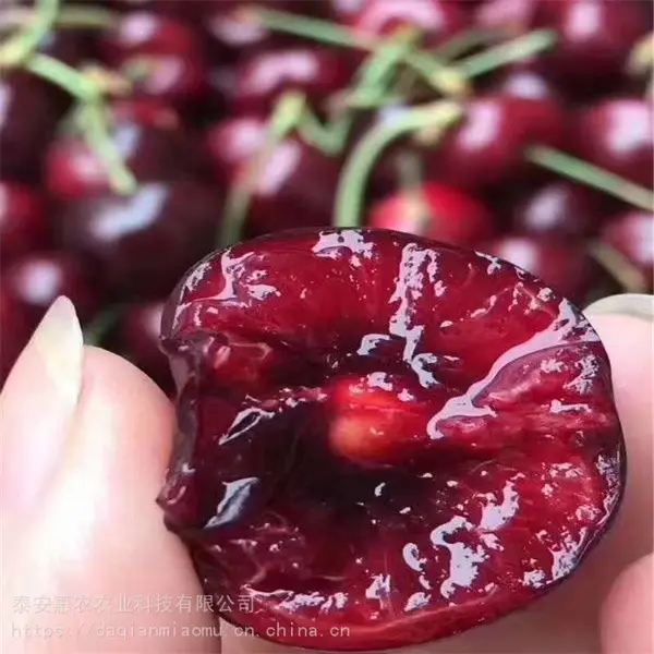 ���ɹŰ����׶�-����ӣ���緱�����ء���ӭ��ѯ